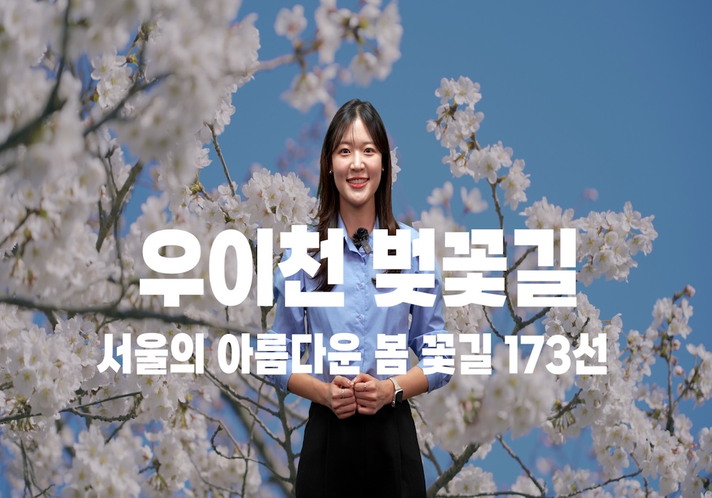 올해는 벚꽃보러 여기 와보세요