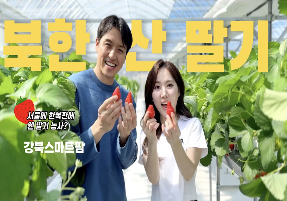 “이게 서울이라고? 강북구에 딸기밭 실화냐”
